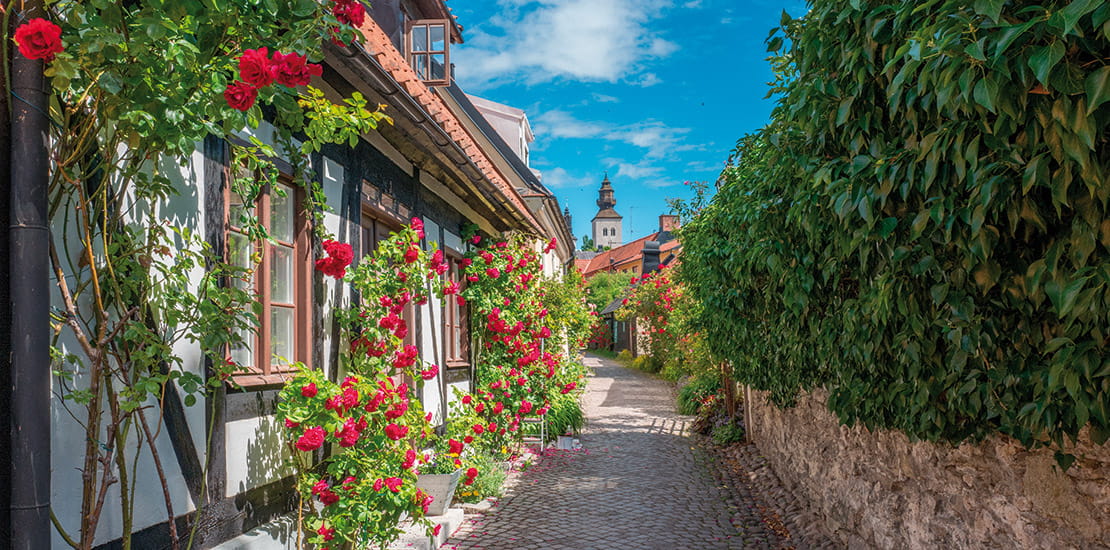 A view down a street in Visby, with traditional houses covered in red flowers
